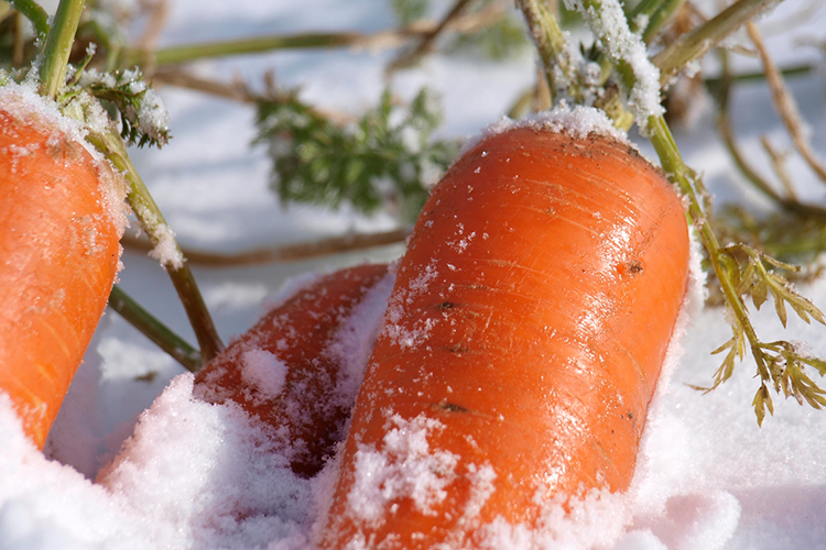 甘い！ふかうら雪人参