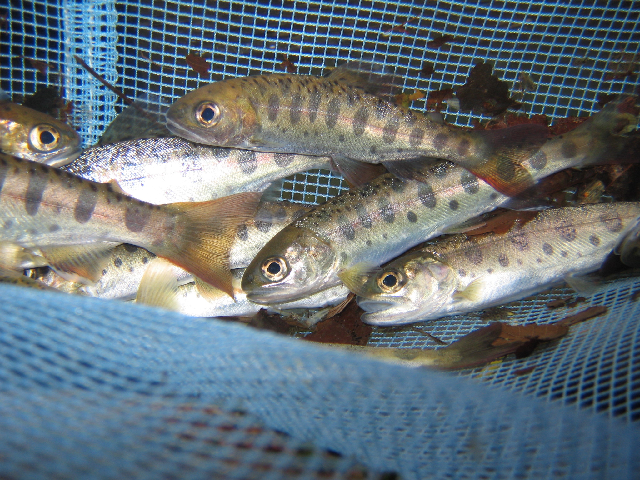 IMG_0096ヤマメ サクラマス幼魚