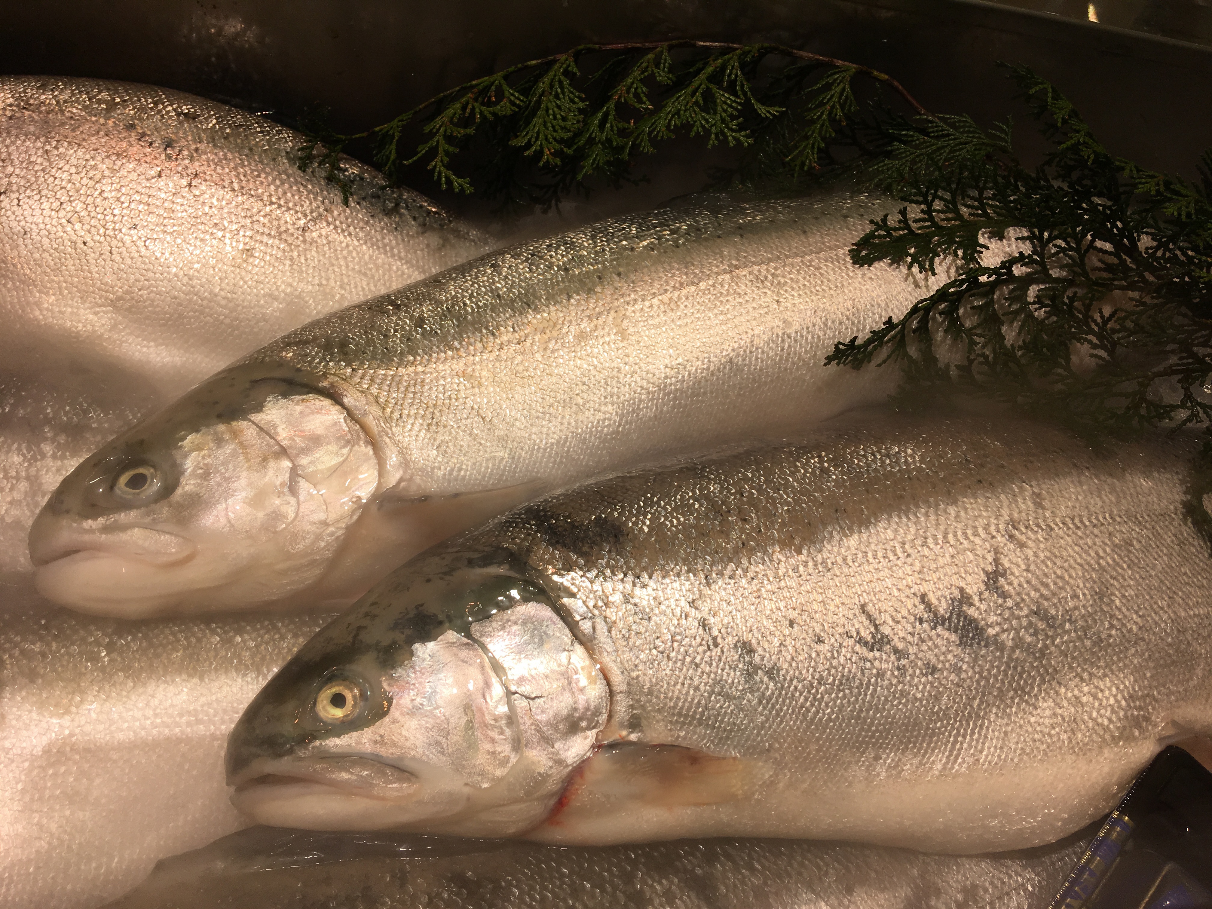 IMG_1558サーモン 出荷サイズのサーモン