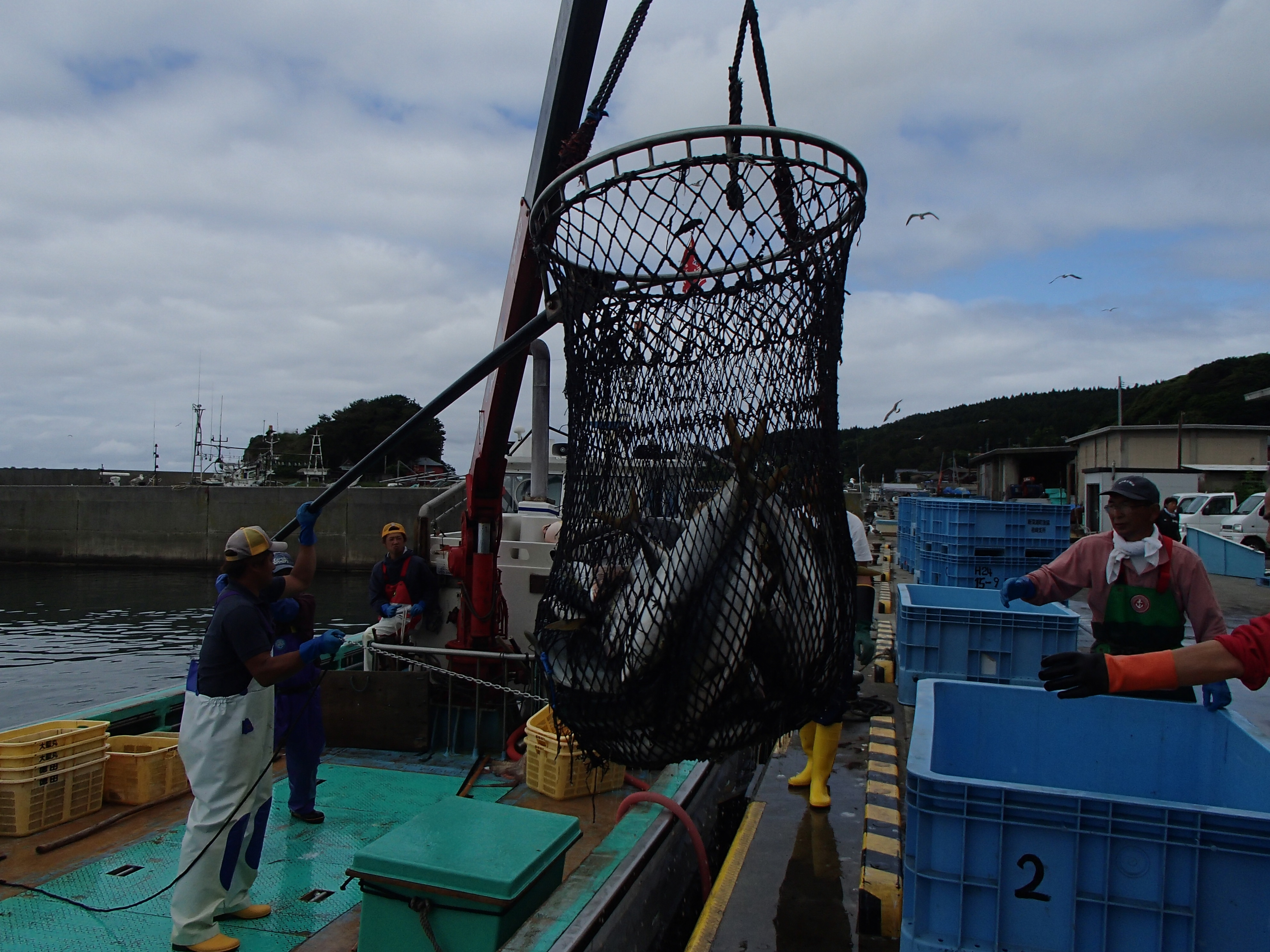 P6210044ブリ ブリ水揚げ
