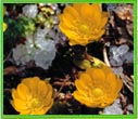 花・福寿草 町のシンボル(花・福寿草)