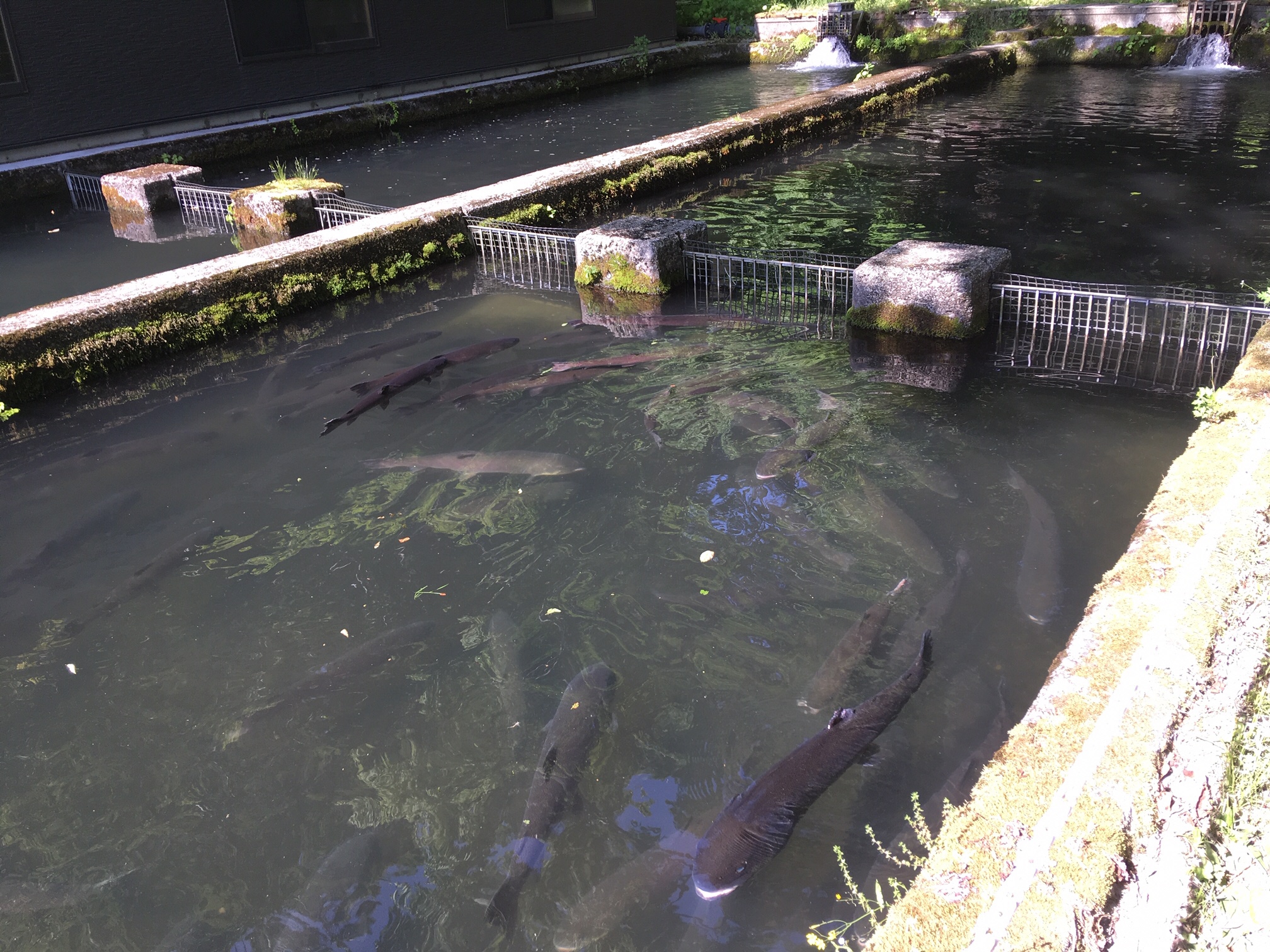 十二湖養魚場のイトウ